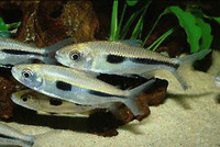Bryconaethiops boulengeri, : fisheries