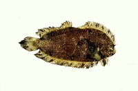 Plagiopsetta glossa, Tongue flatfish: