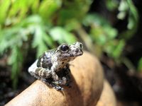 Marbled tree frog (Hyla marmorata)