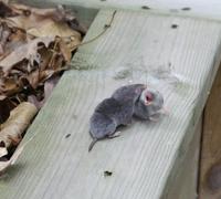 Image of: Blarina brevicauda (northern short-tailed shrew)