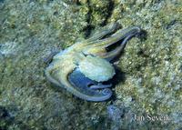 Octopus vulgaris - Common octopus