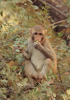 Image of: Macaca mulatta (rhesus monkey)