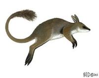 Image of: Petrogale concinna (pygmy rock wallaby)