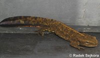 Paramesotriton fuzhongensis