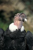 Vultur gryphus - Andean Condor