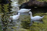 Chen rossii - Ross's Goose