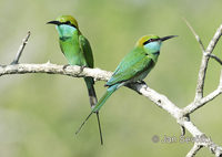 Merops orientalis - Little Green Bee-eater