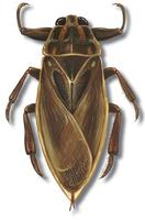 Image of: Lethocerus maximus