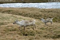 Rangifer tarandus - Reindeer