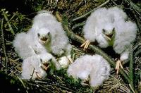 Image of: Accipiter striatus (sharp-shinned hawk)