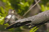 Image of: Contopus cooperi (olive-sided flycatcher)
