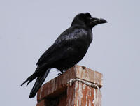 Image of: Corvus macrorhynchos (large-billed crow;jungle crow)