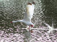 Image of: Coscoroba coscoroba (Coscoroba swan)