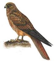 Image of: Falco alopex (fox kestrel)