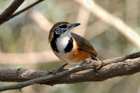 Image of: Garrulax pectoralis (greater necklaced laughing-thrush)