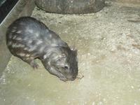 Agouti taczanowskii - Mountain Paca