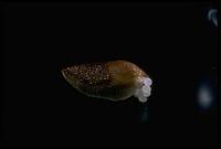 Image of: Arion