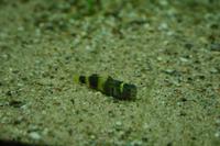 Brachygobius xanthozonus - Bumblebee Fish