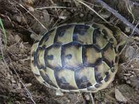 Testudo graeca ibera - Eurasian Tortoise
