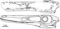 Buitreraptor gonzalezorum