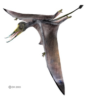 Rhamphorhynchus