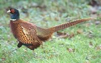 Common Pheasant - Phasianus colchicus