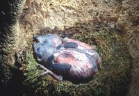 Mossy-nest Swiftlet - Collocalia salangana