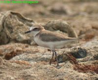 Javan Plover - Charadrius javanicus