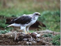 Red-backed Hawk - Buteo polyosoma