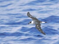 Black-capped Petrel (Pterodroma hasitata) photo