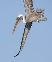 Brown Pelican (Pelecanus occidentalis) photo