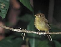 Yellow-bellied Flycatcher (Empidonax flaviventris) photo