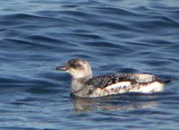 Black Guillemot - Cepphus grylle