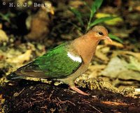 Emerald Dove - Chalcophaps indica