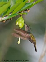 Antillean Crested Hummingbird - Orthorhyncus cristatus