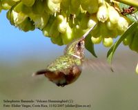 Volcano Hummingbird - Selasphorus flammula