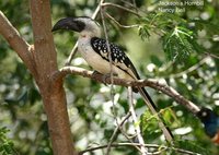 Jackson's Hornbill - Tockus jacksoni