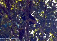 Helmeted Hornbill - Buceros vigil