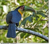 Red-breasted Toucan - Ramphastos dicolorus