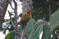 Yellow-throated Woodpecker - Piculus flavigula