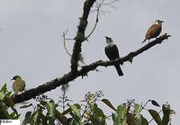 Three-wattled Bellbird - Procnias tricarunculata