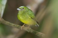 Opal-crowned Manakin - Lepidothrix iris