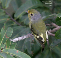 Wing-barred Piprites - Piprites chloris