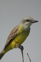 Tropical Kingbird - Tyrannus melancholicus