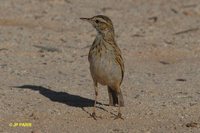 Australasian Pipit - Anthus novaeseelandiae