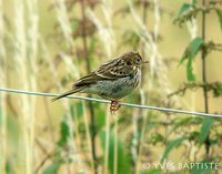 Meadow Pipit - Anthus pratensis