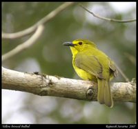 Yellow-browed Bulbul - Iole indica