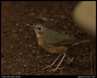 Indian Blue Robin - Luscinia brunnea