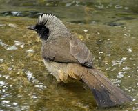 Masked Laughingthrush - Garrulax perspicillatus