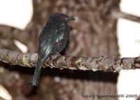 Hair-crested Drongo - Dicrurus hottentottus